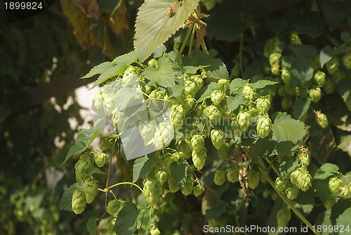 Image of Hopfen