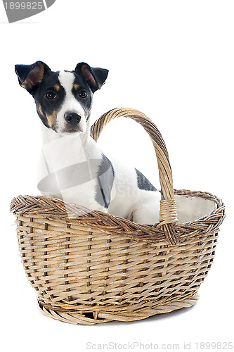 Image of puppy jack russel terrier