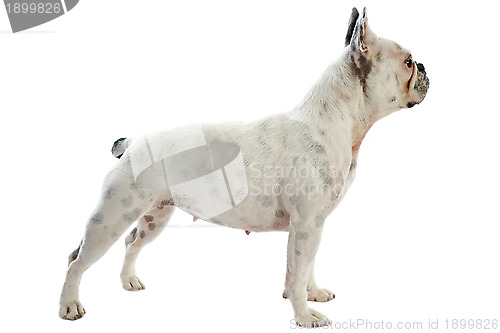 Image of white french bulldog 