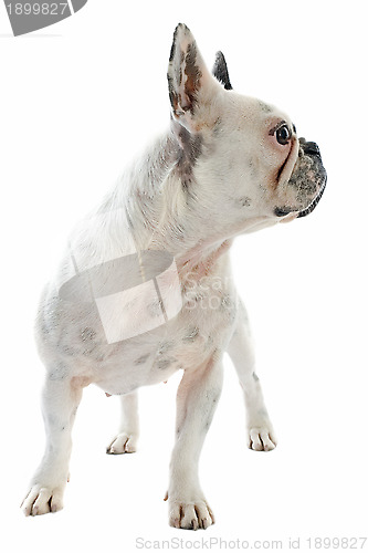 Image of french bulldog 