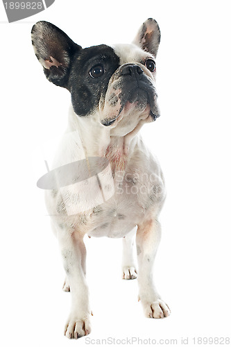 Image of french bulldog 