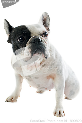 Image of french bulldog 