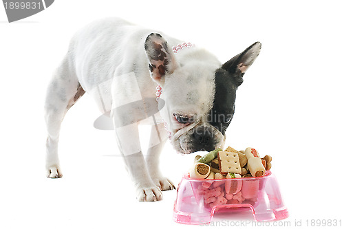 Image of french bulldog and pet food