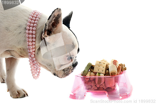 Image of french bulldog and pet food