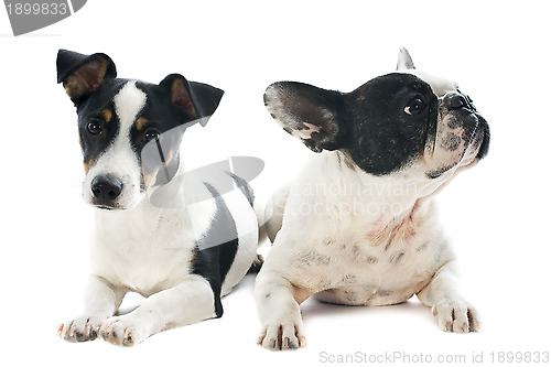 Image of french bulldog and jack russel terrier
