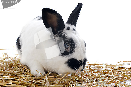 Image of dwarf Rabbit
