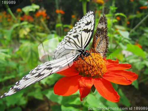 Image of A Butterfly on a red flower