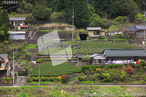 Image of Tea fields in Japan