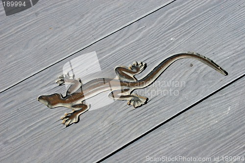Image of Lizard background
