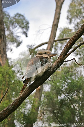 Image of Kookaburra