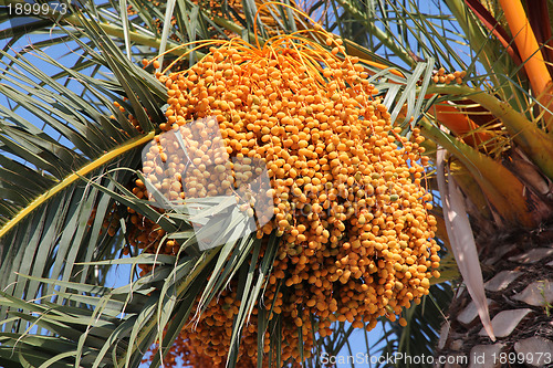 Image of Date palm (Phoenix dactylifera)