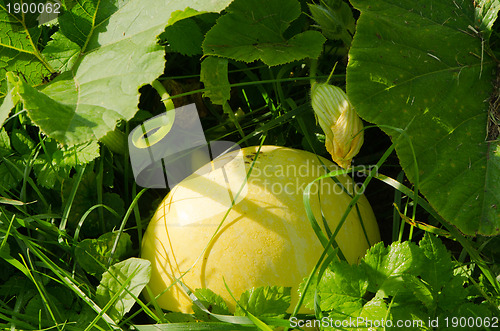 Image of Yellow pumpkin. Natural ecologic food 