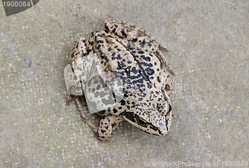 Image of Closeup of brown rana frog amphibian black spot 
