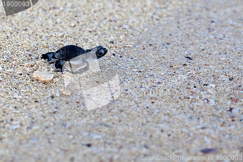 Image of Green Sea Turtle Hatchling