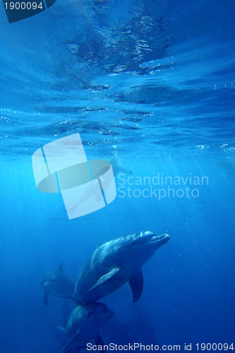 Image of Wild Dolphins