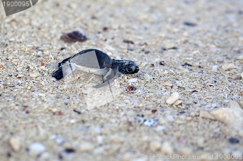 Image of Green Sea Turtle Hatchling