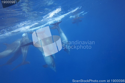 Image of Wild Dolphins