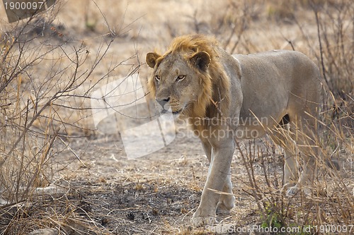 Image of Wild lion