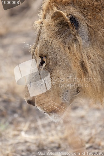 Image of Wild lion