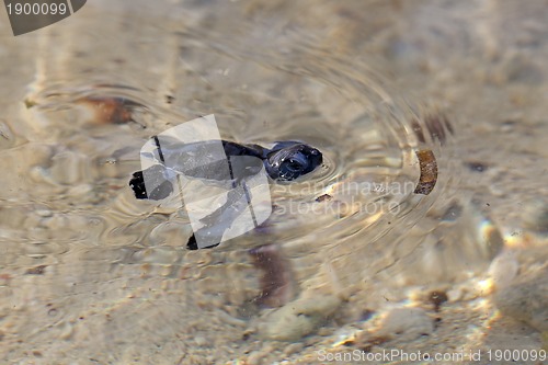 Image of Green Sea Turtle Hatchling