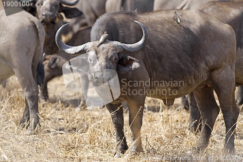 Image of Wild African Buffalo