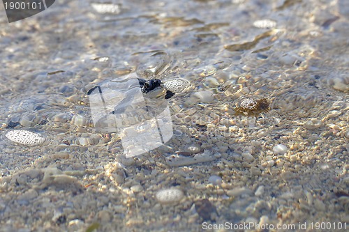 Image of Green Sea Turtle Hatchling