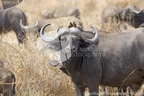 Image of Wild African Buffalo