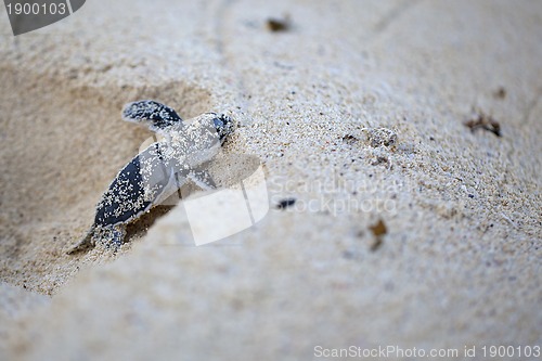 Image of Green Sea Turtle Hatchling