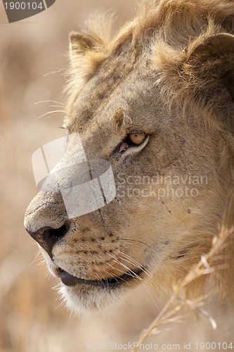 Image of Wild lion