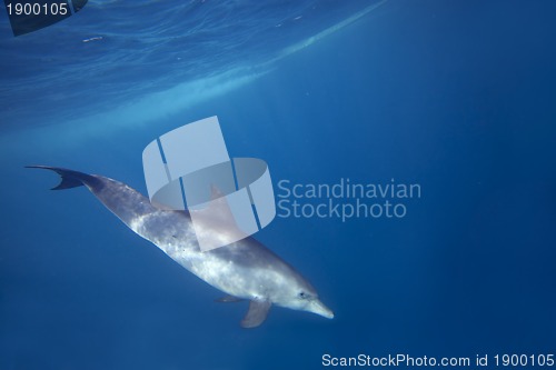 Image of Wild Dolphins