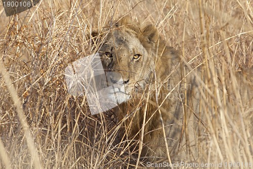 Image of Wild lion