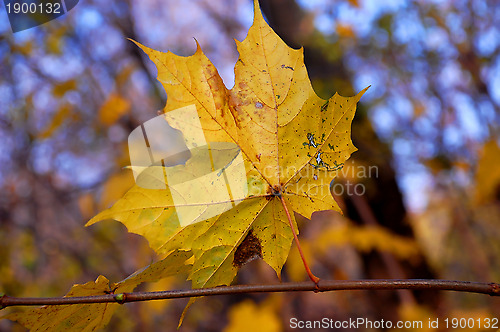 Image of Yellow Maple Leaf