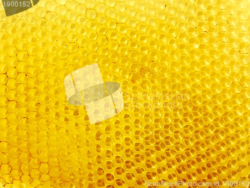 Image of Honeycomb with empty cells