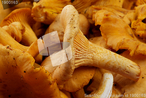 Image of Fresh Raw Chanterelles
