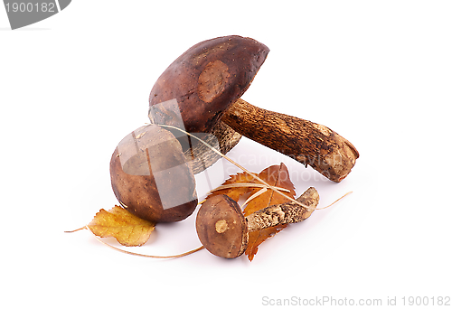 Image of Arrangement of Brown Cap Boletus