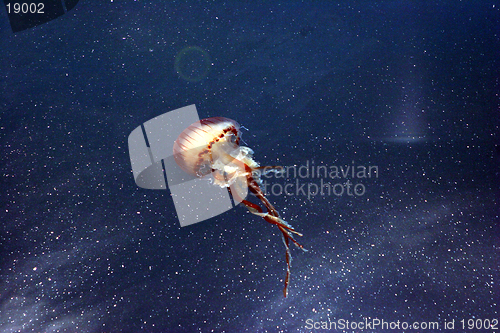 Image of jelly fish