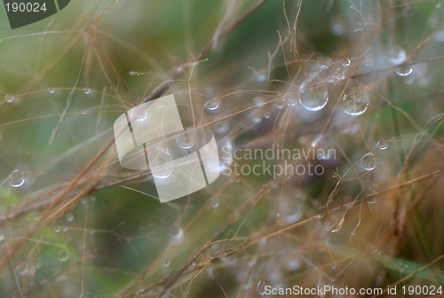 Image of Water drops on straws.