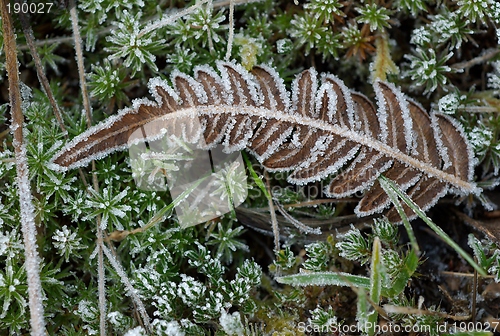 Image of Frosty leaves