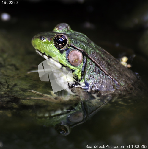 Image of Green Frog