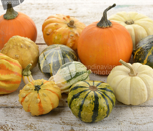 Image of Mini Pumpkins