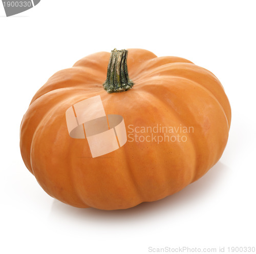 Image of Pumpkin