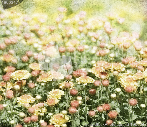 Image of Autumn Flowers