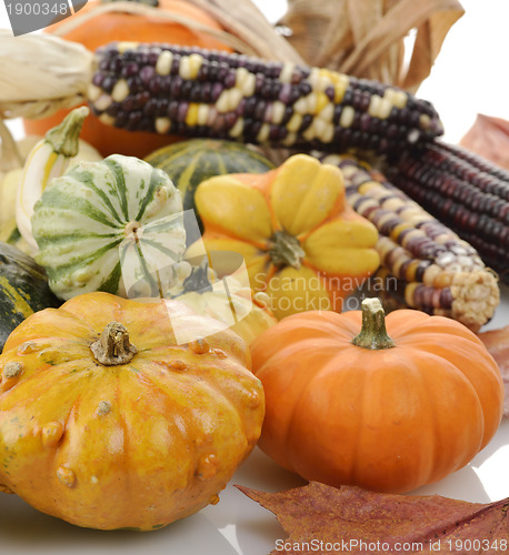 Image of Mini Pumpkins And Indian Corn