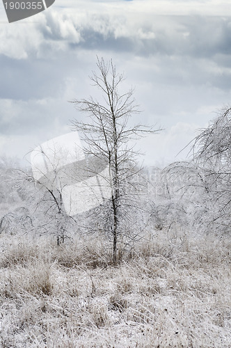 Image of Winter Landscape