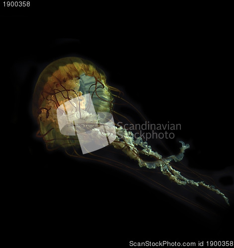 Image of Jelly Fish 