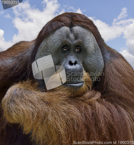 Image of Orangutan 