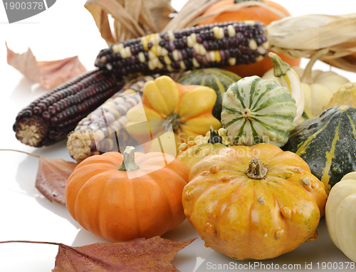 Image of Mini Pumpkins And Indian Corn