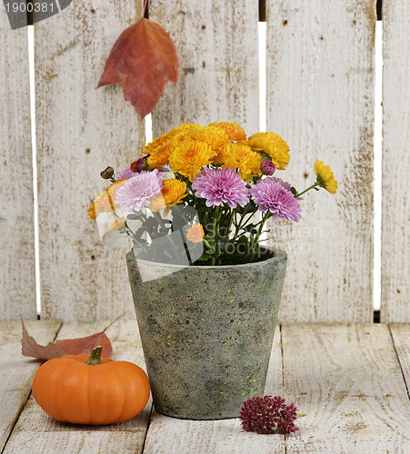 Image of Mums Flowers And A Pumpkin