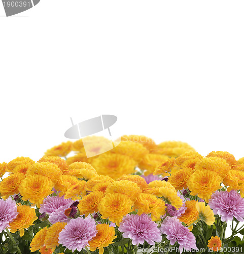 Image of Mums Flowers