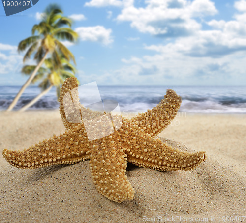 Image of Starfish On The Beach